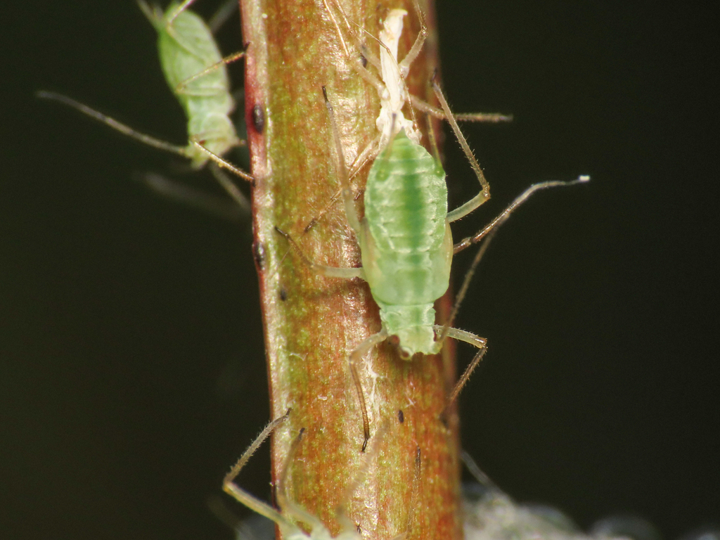 Geranium aphid
