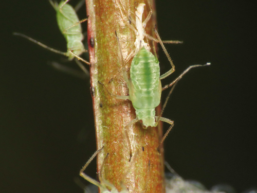 Geranium aphid