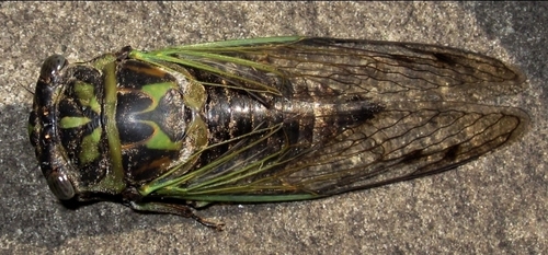 Northern Dog-day Cicada