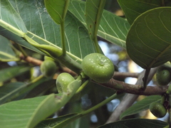 Ficus crocata