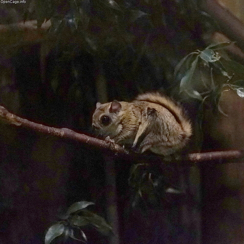 Japanese Flying Squirrel