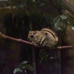 Japanese Flying Squirrel photo 2