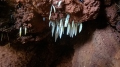 Mucronella fusiformis