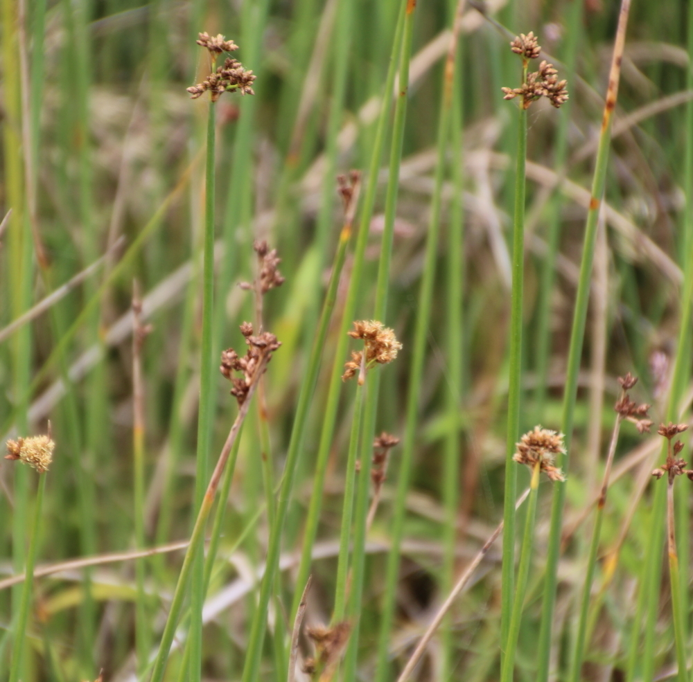 Softstem Bulrush (Plants of Chatfield State Park) · iNaturalist