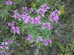 Clarkia pulchella