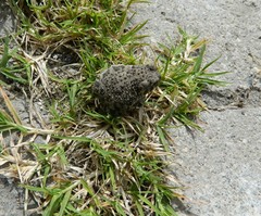 Anaxyrus compactilis