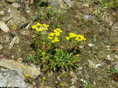 Oligogonum