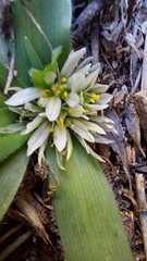 Allium chamaemoly image