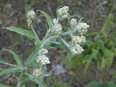 Pseudognaphalium macounii