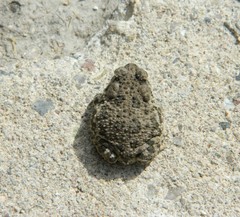 Anaxyrus compactilis