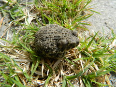 Anaxyrus compactilis