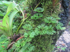 Elaphoglossum peltatum