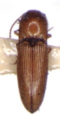 Glyphonyx quadraticollis