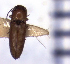 Glyphonyx quadraticollis