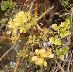 Apium prostratum filiforme