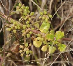 Apium prostratum filiforme