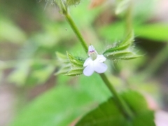 Salvia podadena