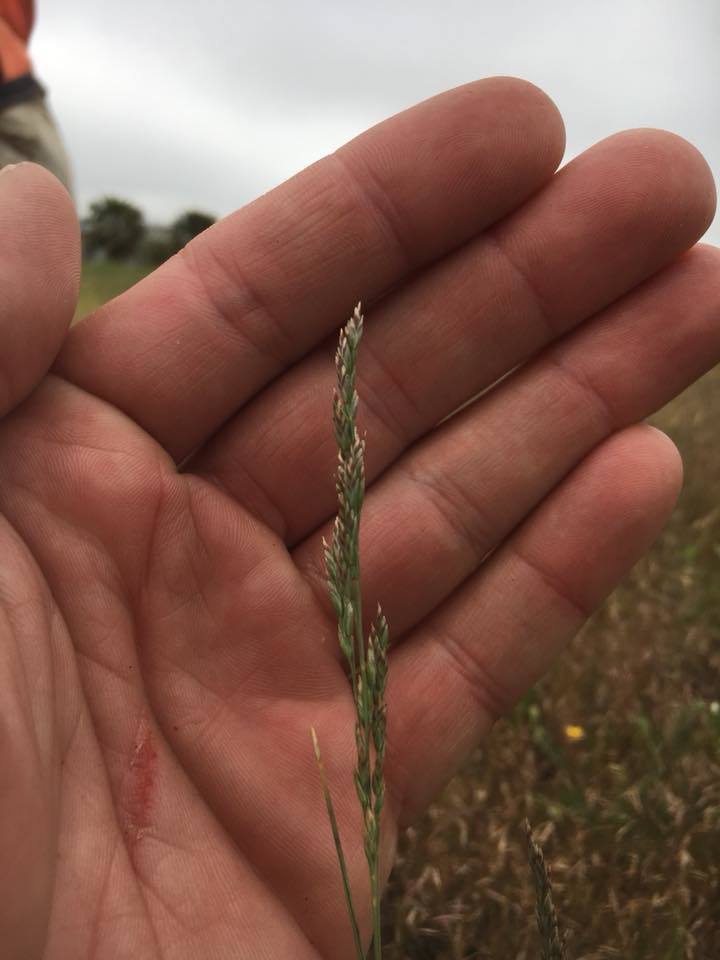 napa blue grass