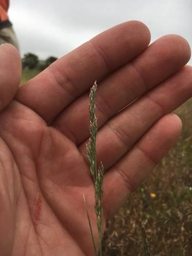 Napa bluegrass (Poa napensis)
