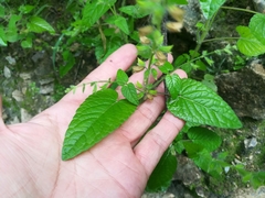 Salvia podadena