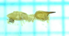 Nasutitermes parvonasutus