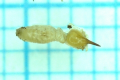 Nasutitermes parvonasutus