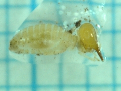 Nasutitermes parvonasutus