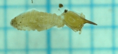 Nasutitermes parvonasutus