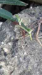 Acromyrmex octospinosus