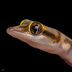 Gallagher's Leaf-Toed Gecko photo 1