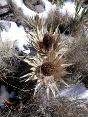 Eryngium proteiflorum