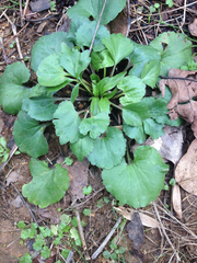 Ranunculus abortivus
