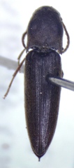 Eucnemidae