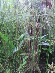 Equisetum myriochaetum