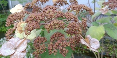 Hydrangea aspera