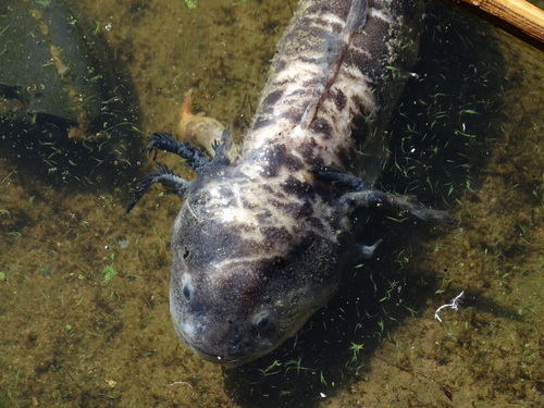 Ambystoma velasci