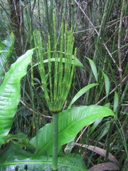 Equisetum myriochaetum