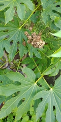 Fatsia polycarpa
