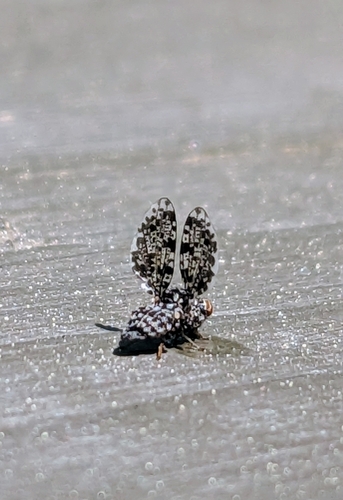 Peacock Fly photo 5
