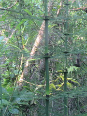 Equisetum myriochaetum