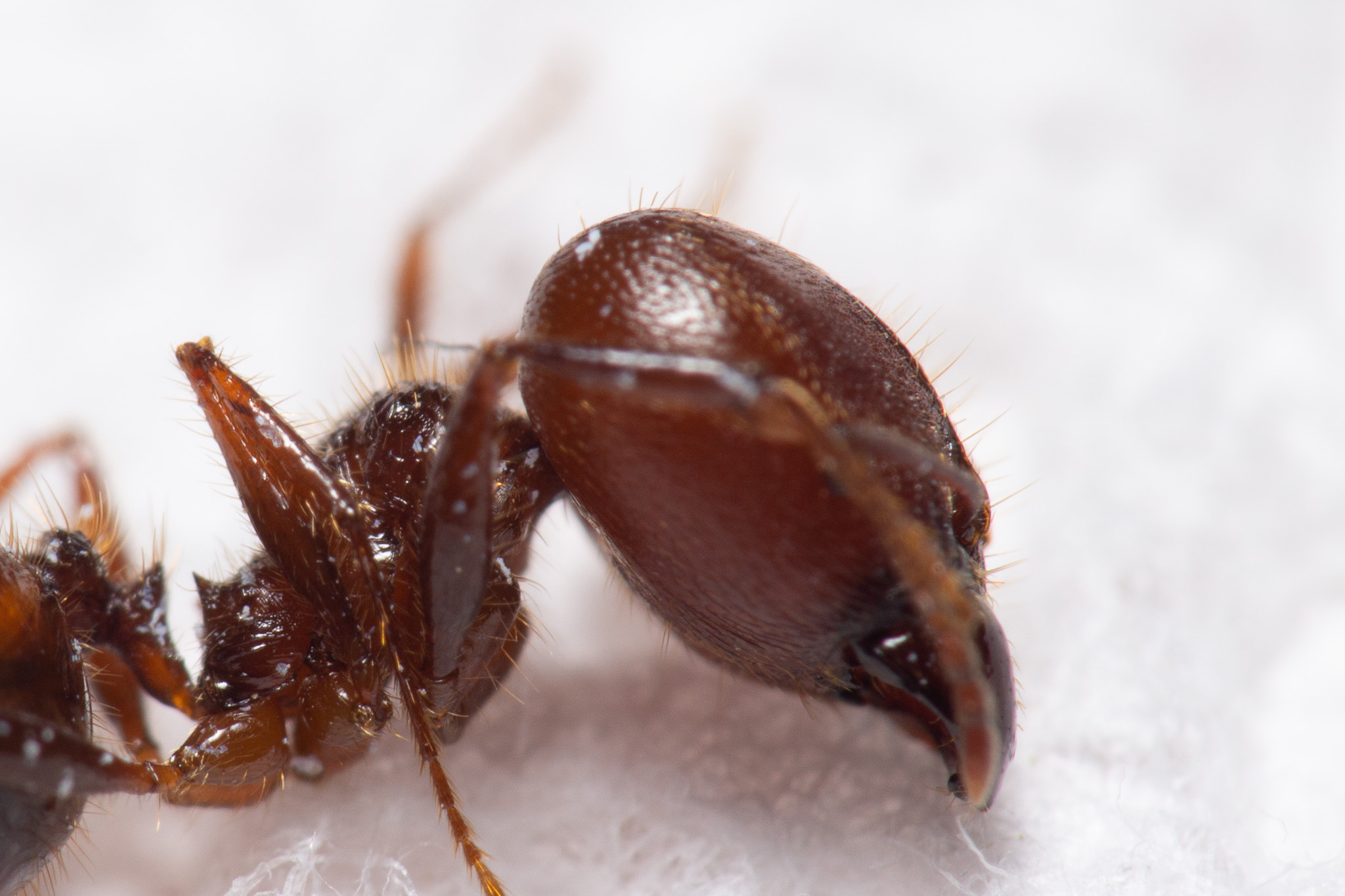 Pheidole astur