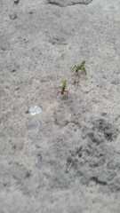 Acromyrmex octospinosus