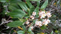 Miconia crocea