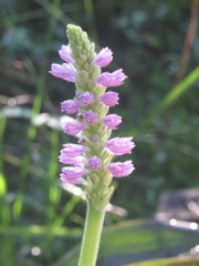 Pontederia sagittata