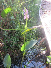 Pontederia sagittata