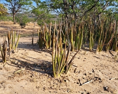 Dracaena pearsonii image