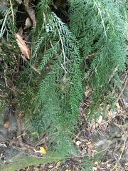 Asplenium appendiculatum appendiculatum