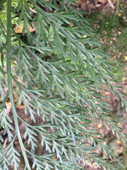Asplenium appendiculatum appendiculatum