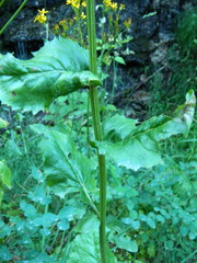 Senecio hydrophiloides