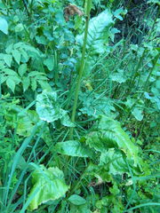 Senecio hydrophiloides